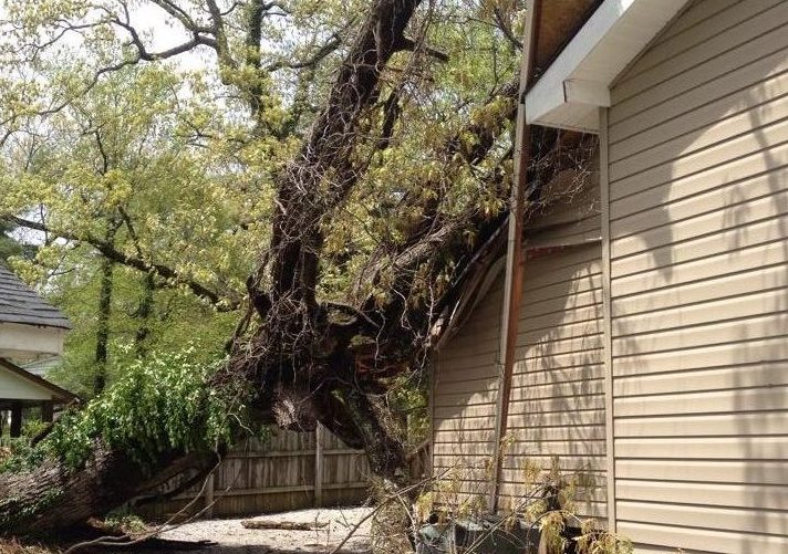 downed tree on house
